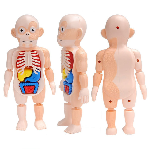 3D Human Body Puzzle